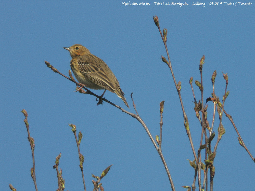 Pipit des arbres