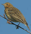 Pipit des arbres