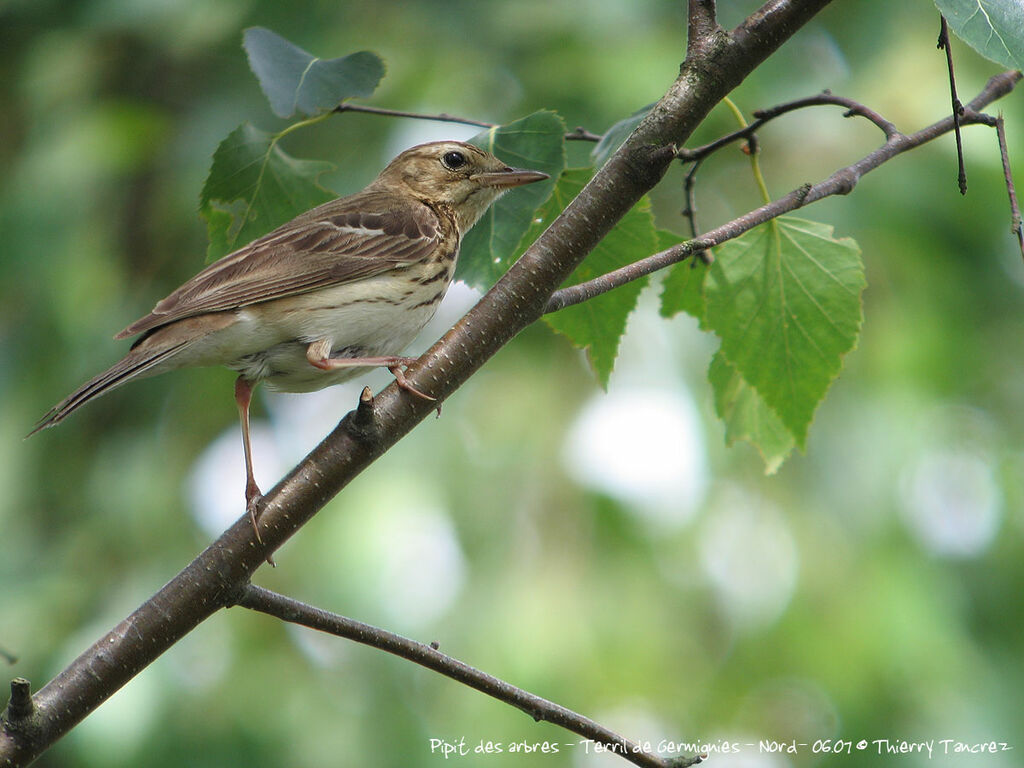 Pipit des arbres