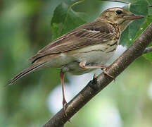 Pipit des arbres