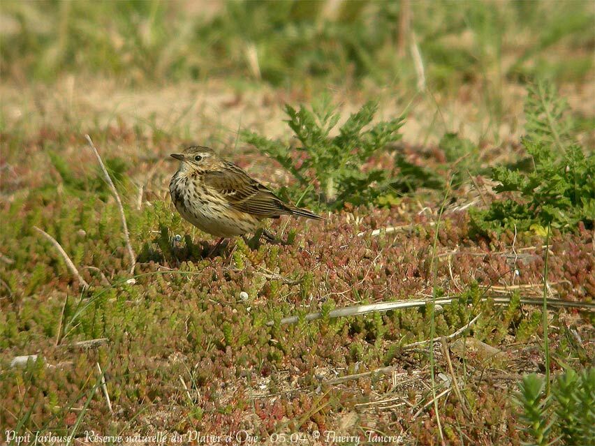 Meadow Pipit