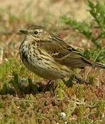 Meadow Pipit