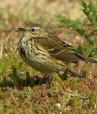 Pipit farlouse