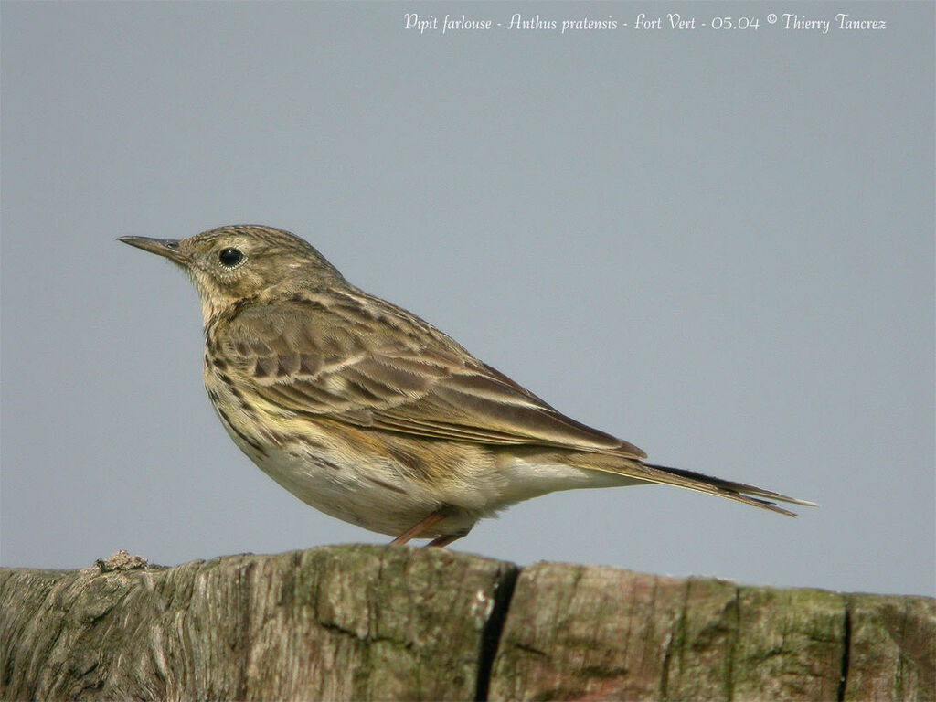 Meadow Pipit