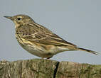 Pipit farlouse