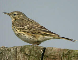 Pipit farlouse