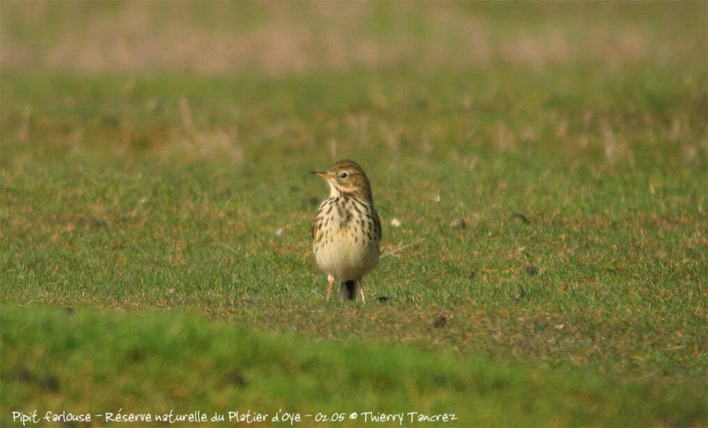 Pipit farlouse