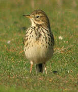 Pipit farlouse