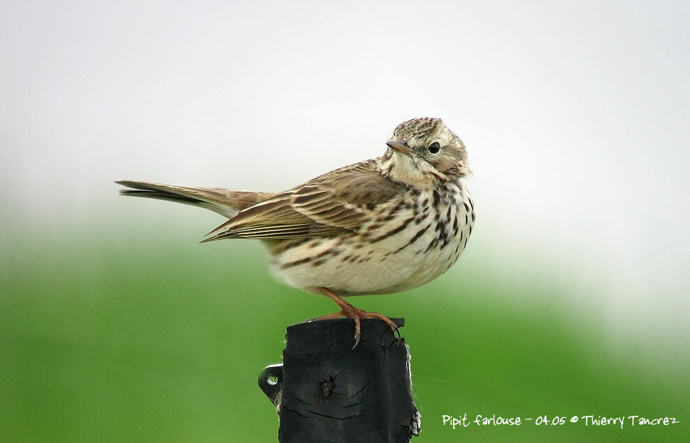 Pipit farlouse