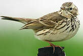 Pipit farlouse