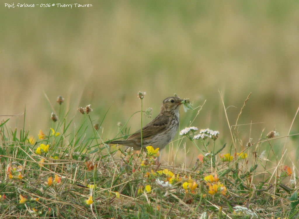 Meadow Pipit