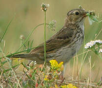 Pipit farlouse