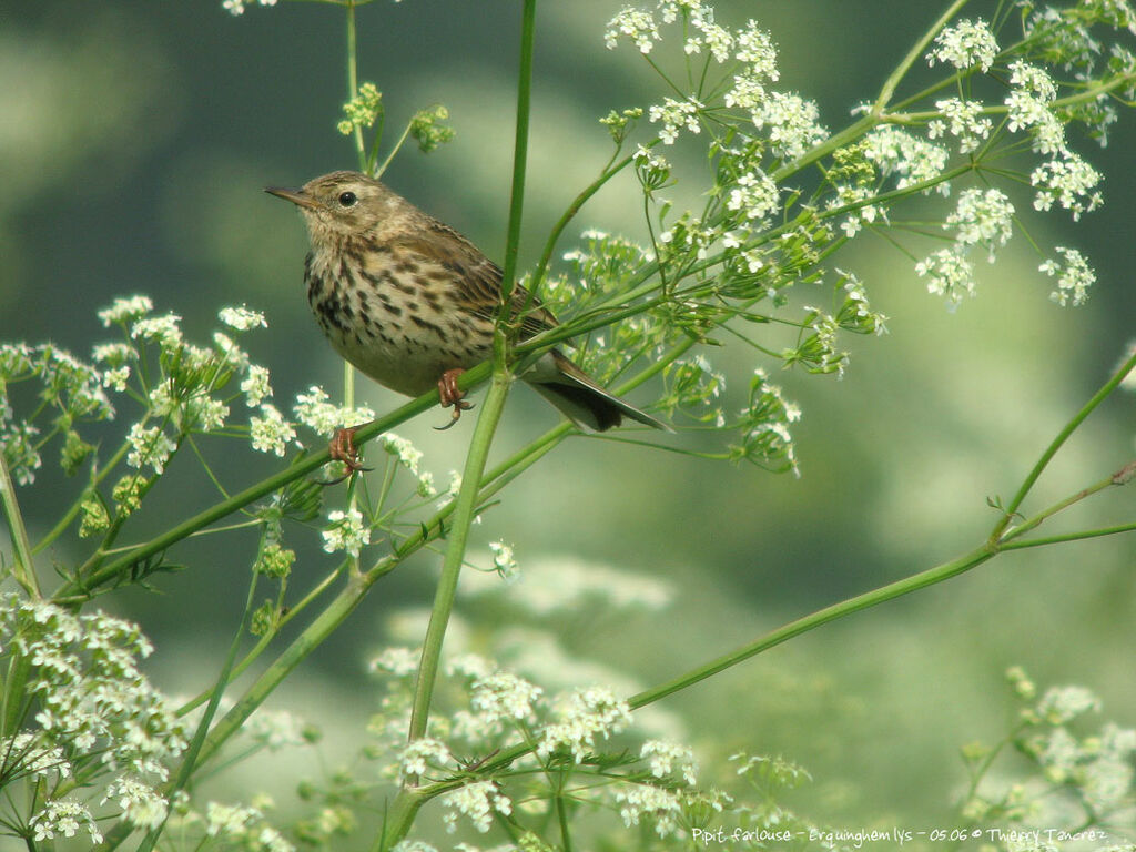 Pipit farlouse