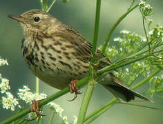 Pipit farlouse