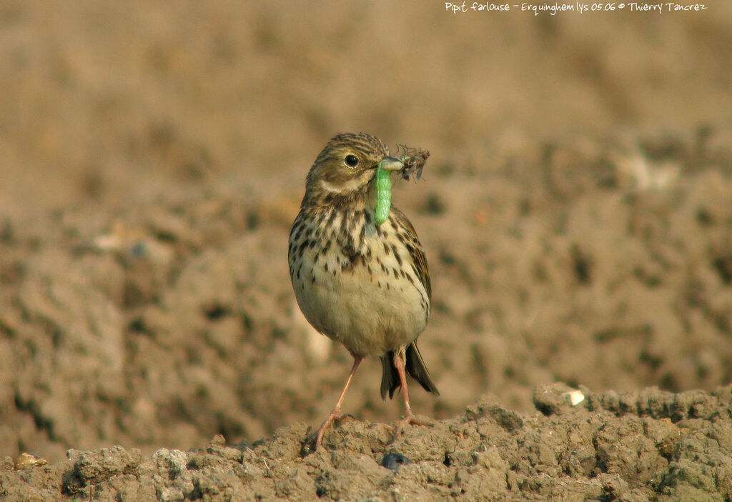 Pipit farlouse