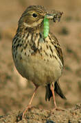 Meadow Pipit