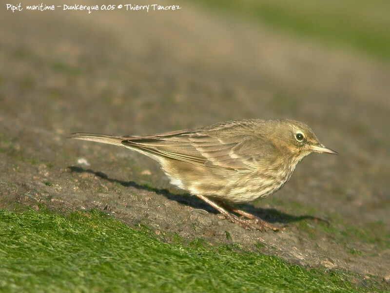 European Rock Pipit