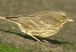 Eurasian Rock Pipit