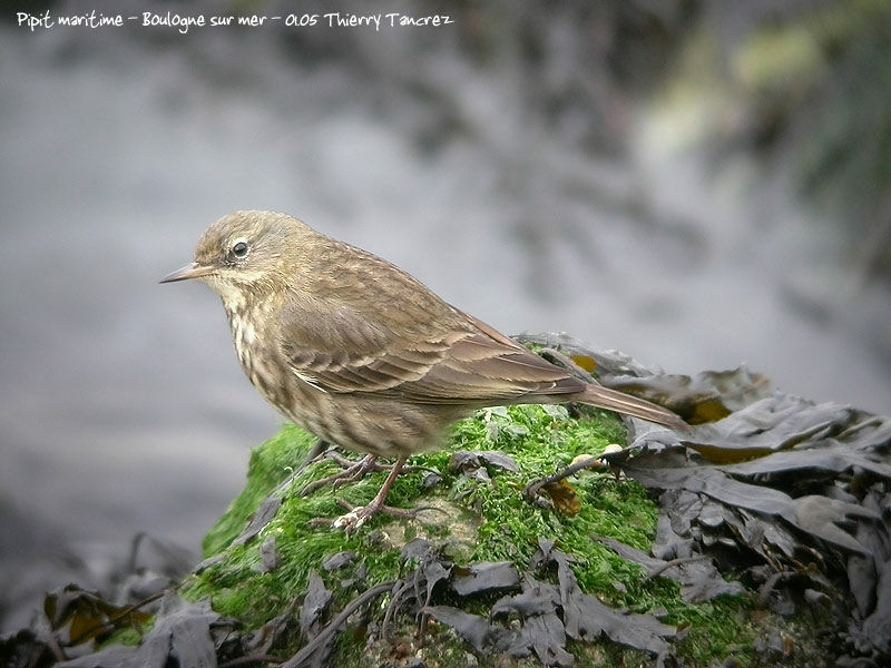 Eurasian Rock Pipit