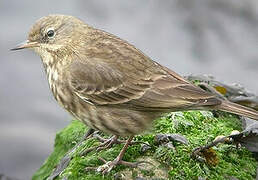 Eurasian Rock Pipit