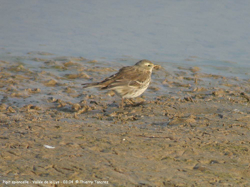 Water Pipit