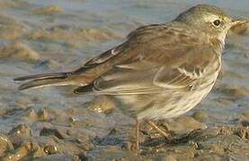 Water Pipit