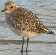 Grey Plover