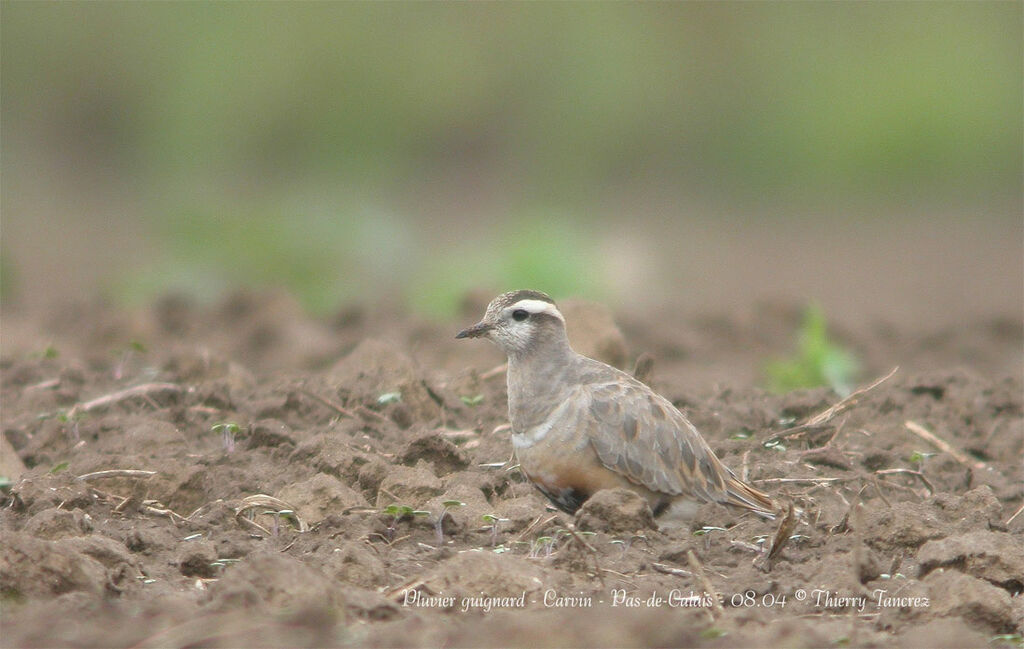 Eurasian Dotterel