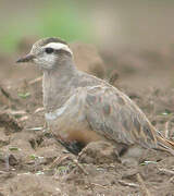 Eurasian Dotterel