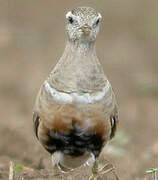 Eurasian Dotterel