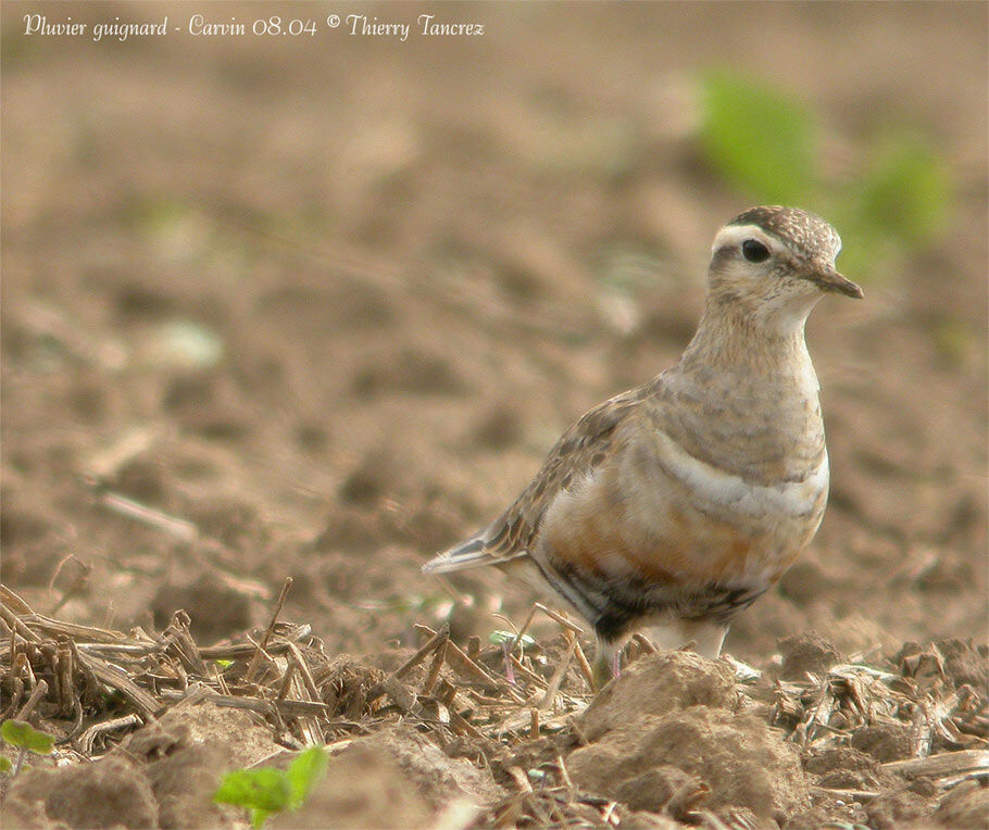 Eurasian Dotterel