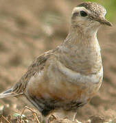 Eurasian Dotterel