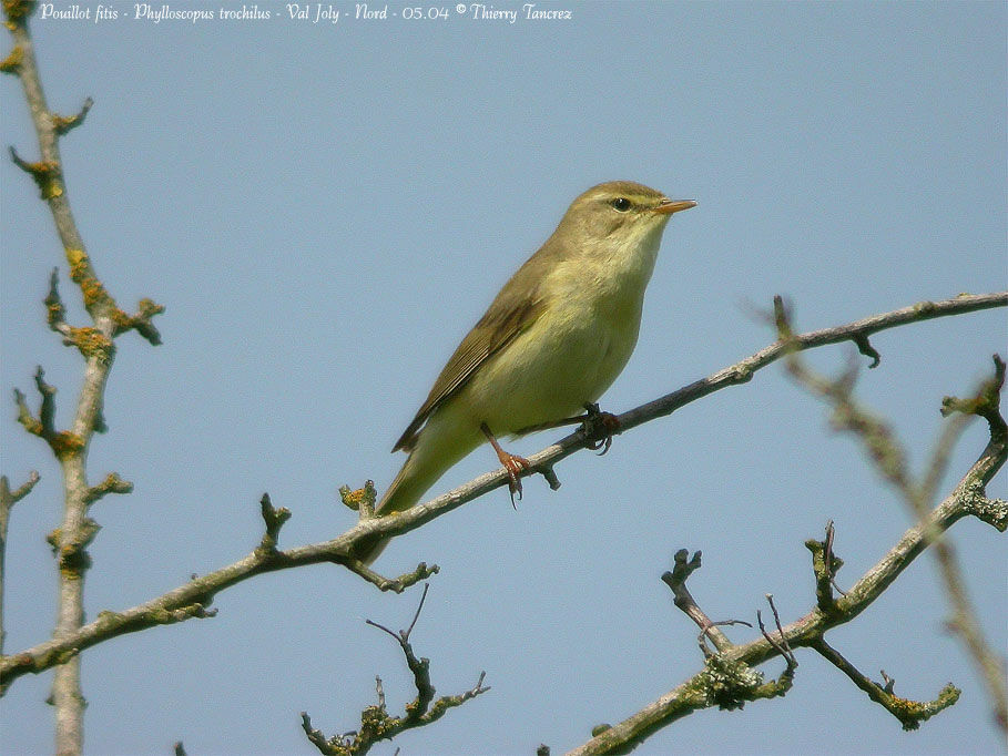 Willow Warbler