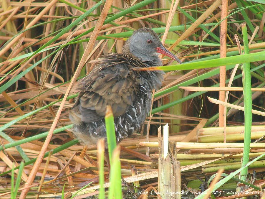 Water Rail