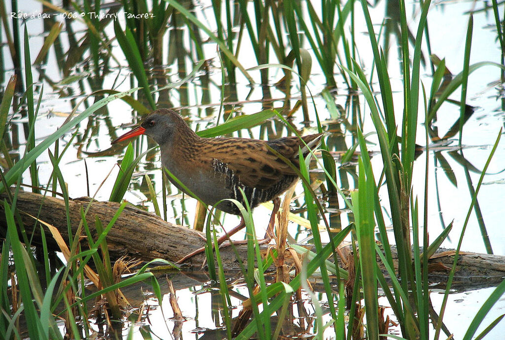 Water Rail