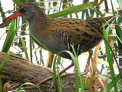 Water Rail