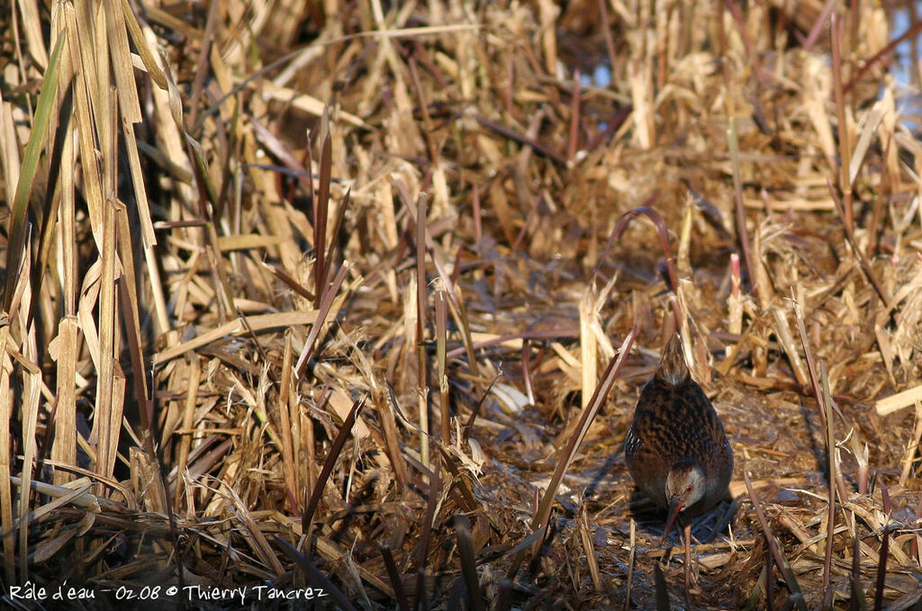 Water Rail