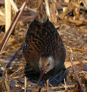 Water Rail