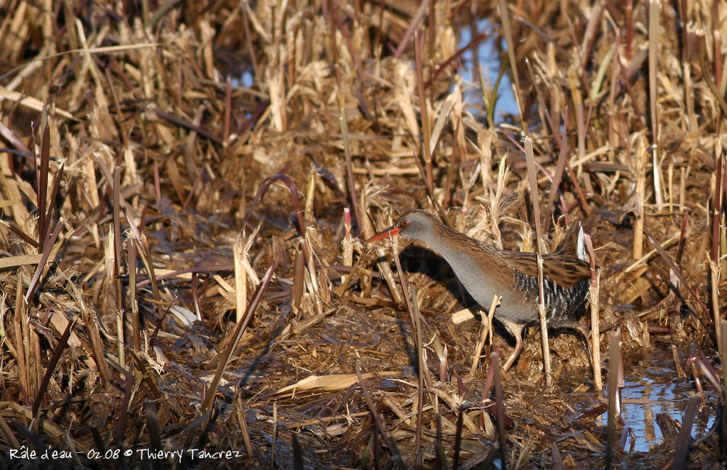 Water Rail