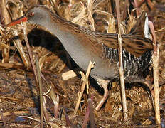 Water Rail