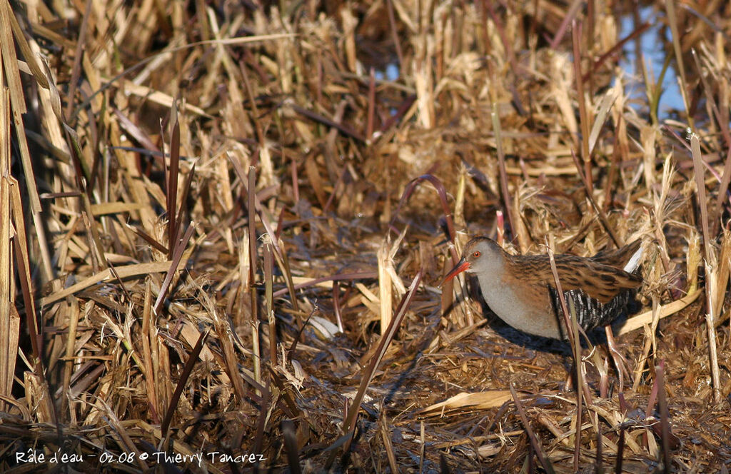 Water Rail