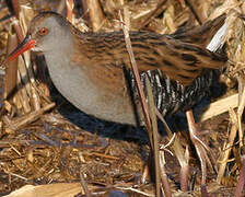 Water Rail