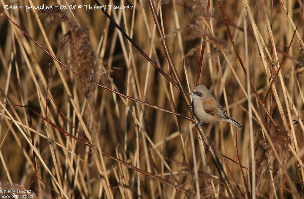 Rémiz penduline femelle adulte, identification