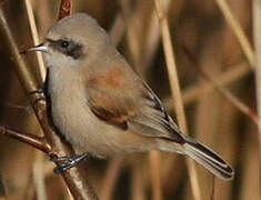 Rémiz penduline