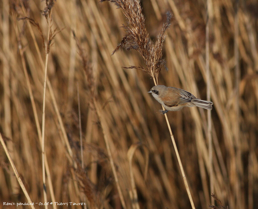 Rémiz penduline