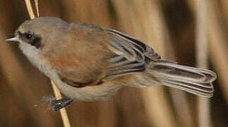 Eurasian Penduline Tit