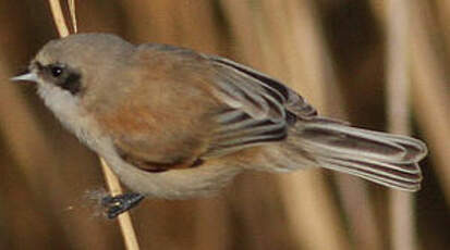 Rémiz penduline