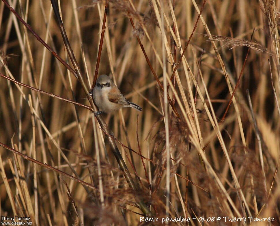 Rémiz penduline femelle adulte, identification