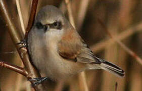 Rémiz penduline