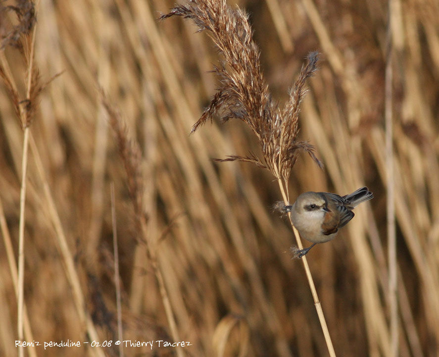 Rémiz penduline